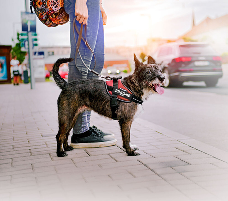 Julius-K9 IDC piros powerhám kutyáknak