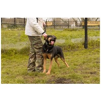 Szultán, négy éves, kan #5