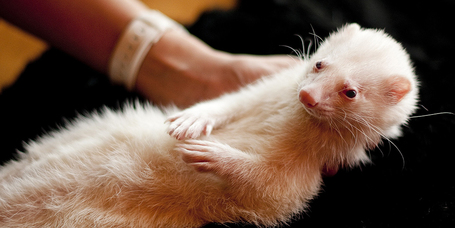 8 furcsa háziállat, amit te is tarthatsz otthon!