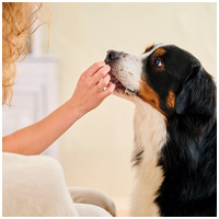 Beaphar friss lehelet tabletta kutyáknak és macskáknak #4