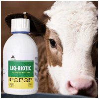 Liq-Biotic hasmenés elleni gyógynövényes itatófolyadék #8