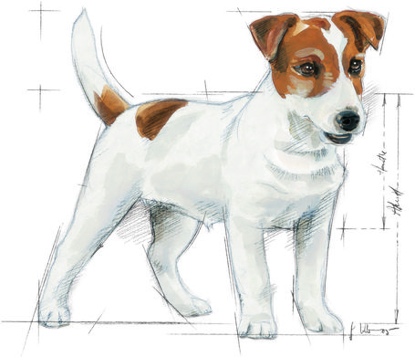 Royal Canin Mini Adult - Kistestű felnőtt kutya száraz táp