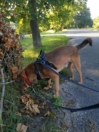 Misi, ivartalanított kan