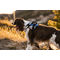 Montana Dog kutyahám kék színben