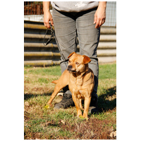 Mochi, 2 éves ivartalanított szuka #2