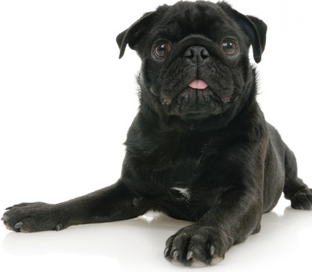 Pro-Nutrition Prestige Adult Medium & Maxi Light/Sterilised