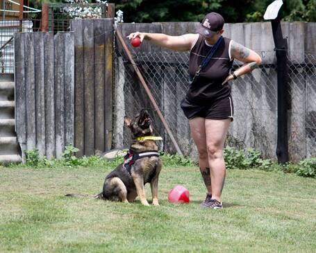 Lady, ivartalanított szuka