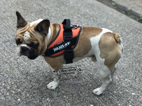 Julius-K9 IDC UV narancssárga powerhám kutyáknak