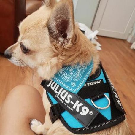 Julius-K9 IDC világoskék powerhám kutyáknak