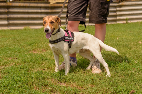 Trixi, egy éves, szuka