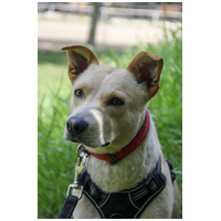 Floren, 3 éves ivartalanított szuka #7