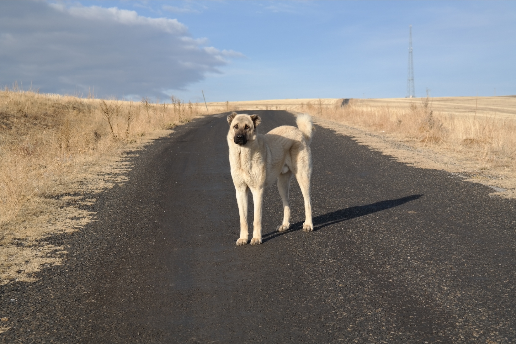 Kangal kutya nyáron