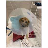 Kira, 2 éves szuka kutyus #8