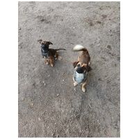 Mira, fél éves, szuka #7