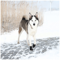 Trixie Walker Active Protective Boots - Kutyacipő #24