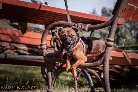 Mira, fél éves, szuka