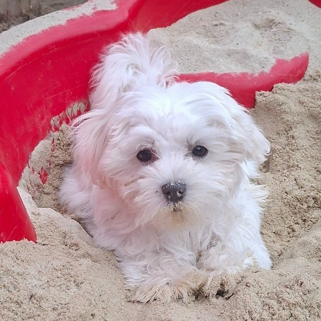 Milo