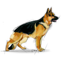 Royal Canin Maxi Adult #11