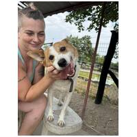 Foltos, 9 éves ivartalanított kan #4