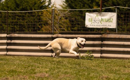 Petra, két éves, 45 cm magas, szuka