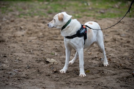 Odett, árva leány kutya