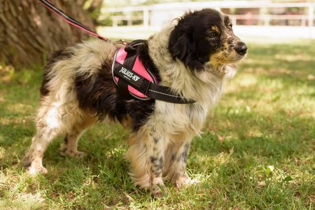 Pitypang, 3 éves, szuka