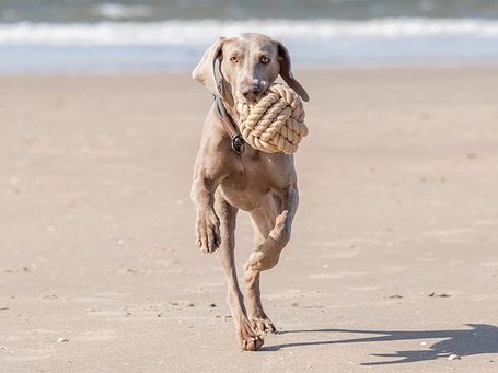 Trixie Be Nordic hajó kötél labda
