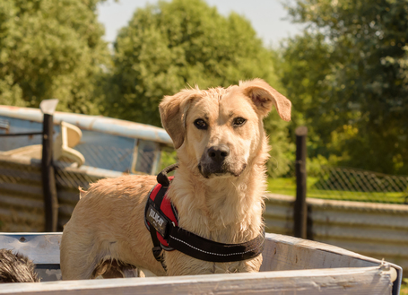 Mutyi, kilenc hónapos, kan