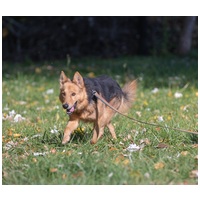 Sajó, 3 éves, 51 cm magas, németjuhász keverék, kan #7