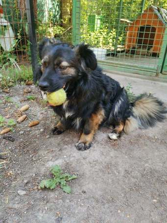 Franco, 3 éves, 41 cm magas, hosszú szőrű kan