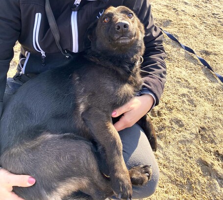 Csokoládé, négy éves, kan