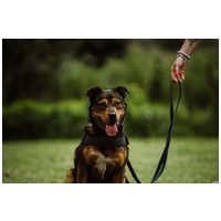 Wilson, 6 éves, 48 cm magas, kan #6