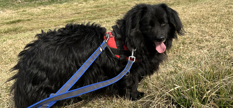 Újfent köszönjük a támogatásotokat!