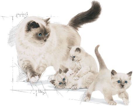 Royal Canin Mother & Babycat - Kölyök és anya macska száraz táp