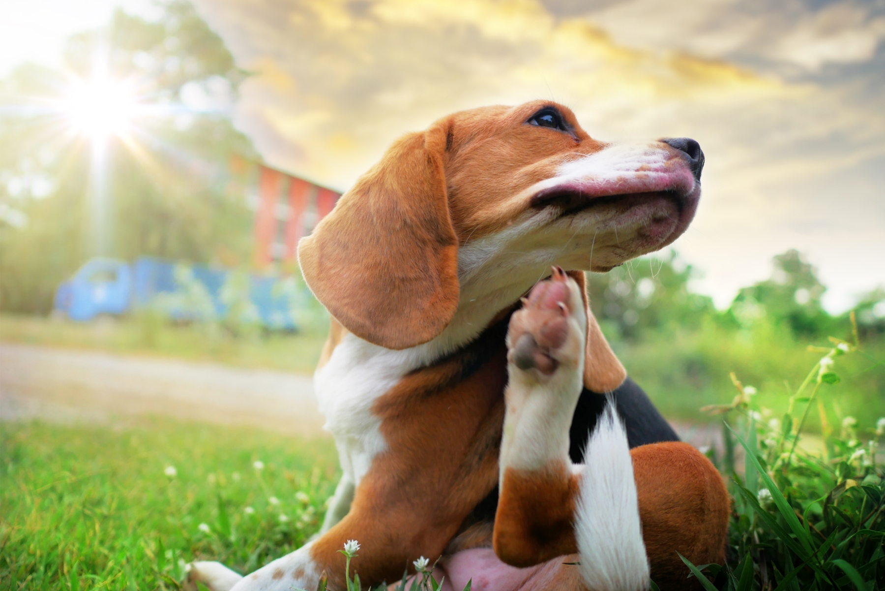 Beagle vakarózik a természetben