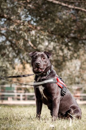Nicole, egy éves, szuka