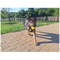 Lady, ivartalanított szuka #5