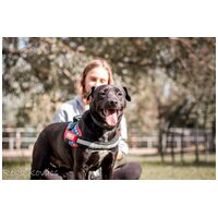 Nicole, egy éves, szuka #3