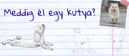 Meddig él egy kutya?