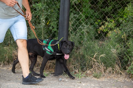 Milo, 3 éves, 53 cm magas,  labrador-bull keverék, kan