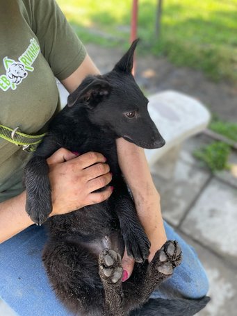 Gizmo, fél éves, kan