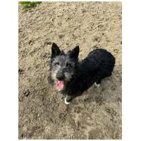 Széna, 1 éves kan #2