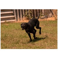 Eperke, 5 éves, 47 cm magas, szuka #5