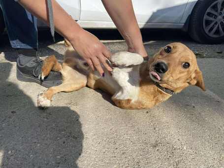 Chino, 7 hónapos keverék kisfiú