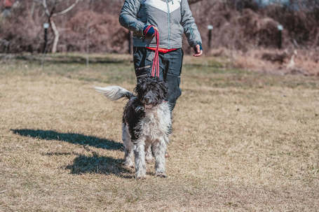 Zénó, 7 éves, ivartalanított kan