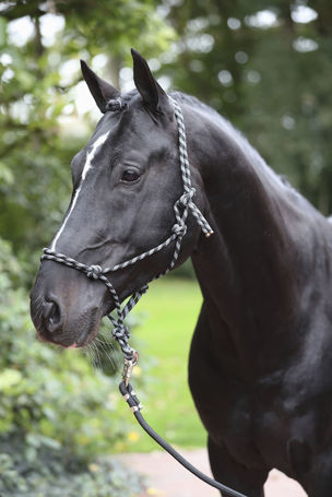 Covalliero csomózott kötőfék