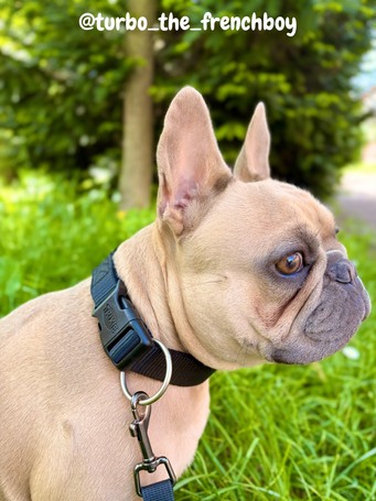 Trixie Premium kutyanyakörv