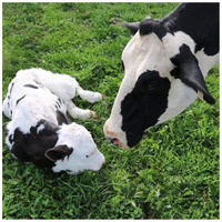 Exapar placentakiürülést segítő itatófolyadék #4