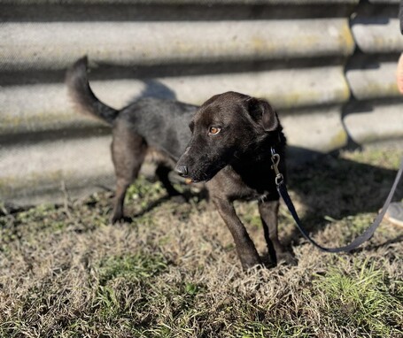 Csokoládé, négy éves, kan