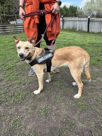 Floren, 3 éves ivartalanított szuka